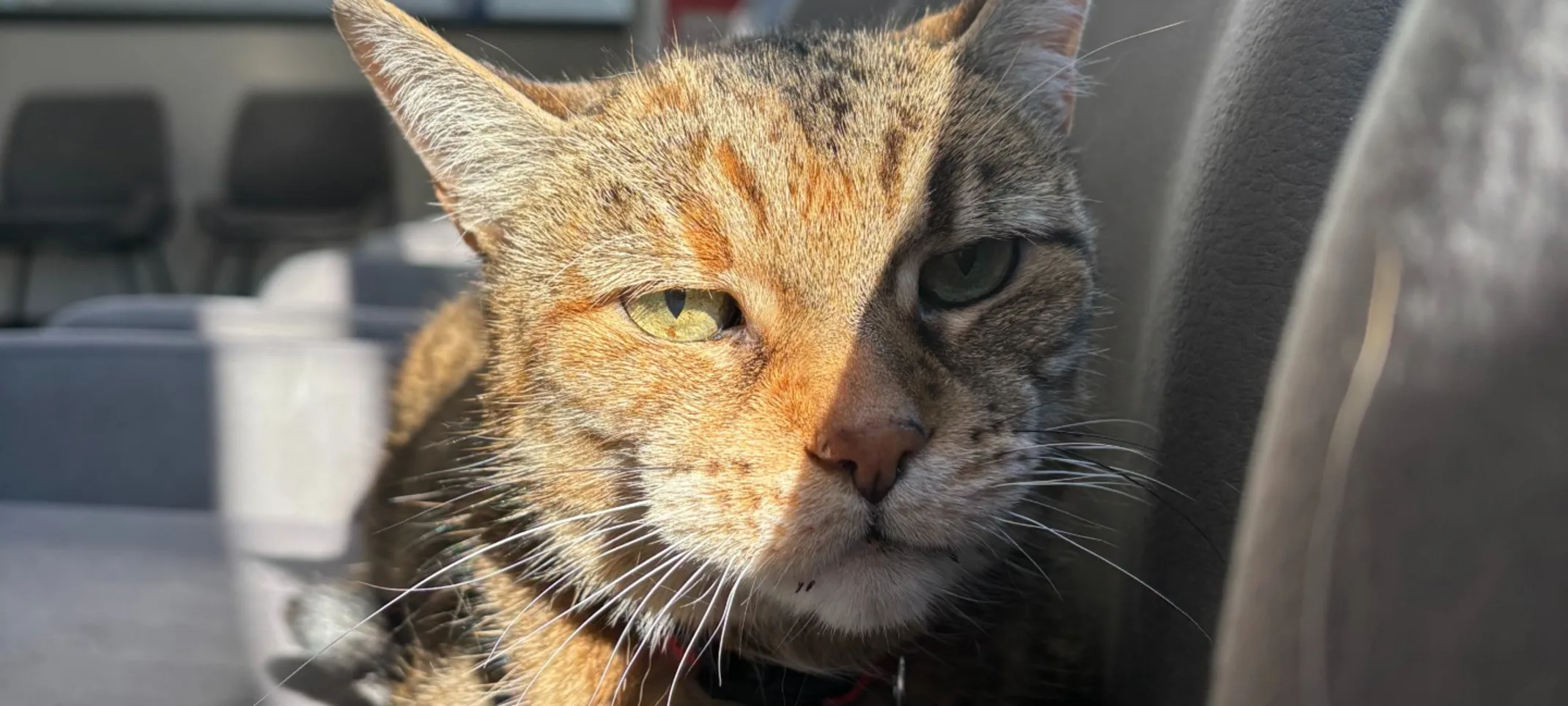 Cat sitting on a chair Cat sitting on a chair