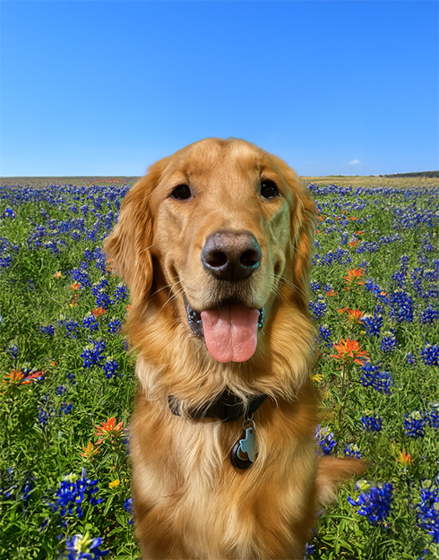 Mak the dog at Mira Lago Animal Clinic