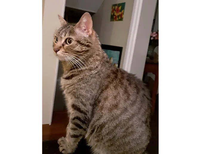 Antimony Winkless Photo, Cat Antimony Winkless Photo, Cat