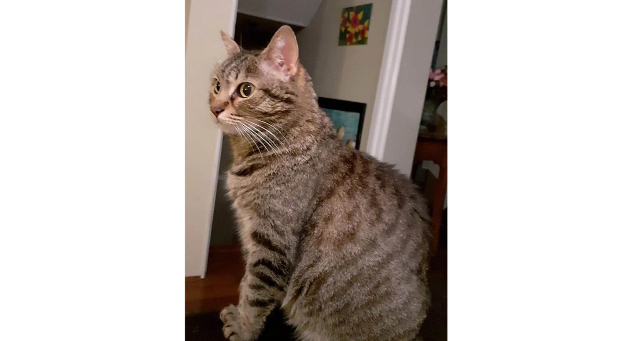 Antimony Winkless Photo, Cat Antimony Winkless Photo, Cat