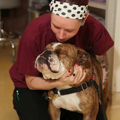 A Little Love Tender Touch Animal Hospital A Little Love