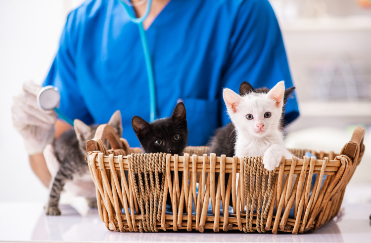 Best care pet hospital