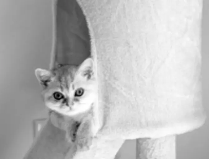 A small kitten peeking out of a cat tower A small kitten peeking out of a cat tower
