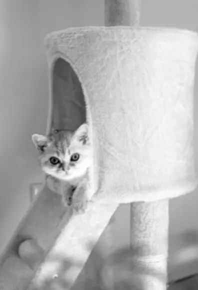 A small kitten peeking out of a cat tower