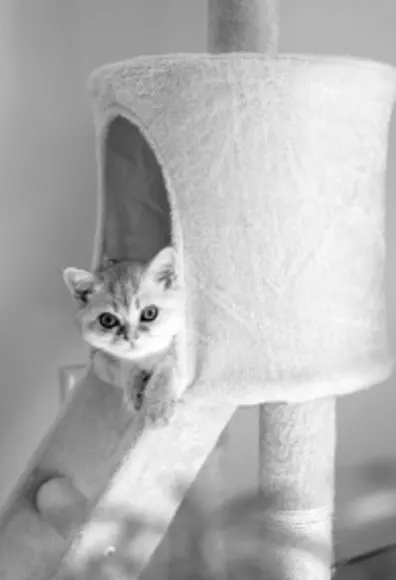 A small kitten peeking out of a cat tower A small kitten peeking out of a cat tower