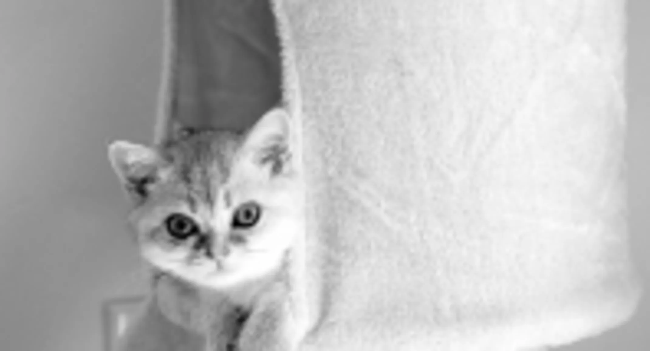 A small kitten peeking out of a cat tower A small kitten peeking out of a cat tower
