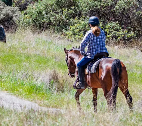 Horse standing in the stable Horse standing in the stable