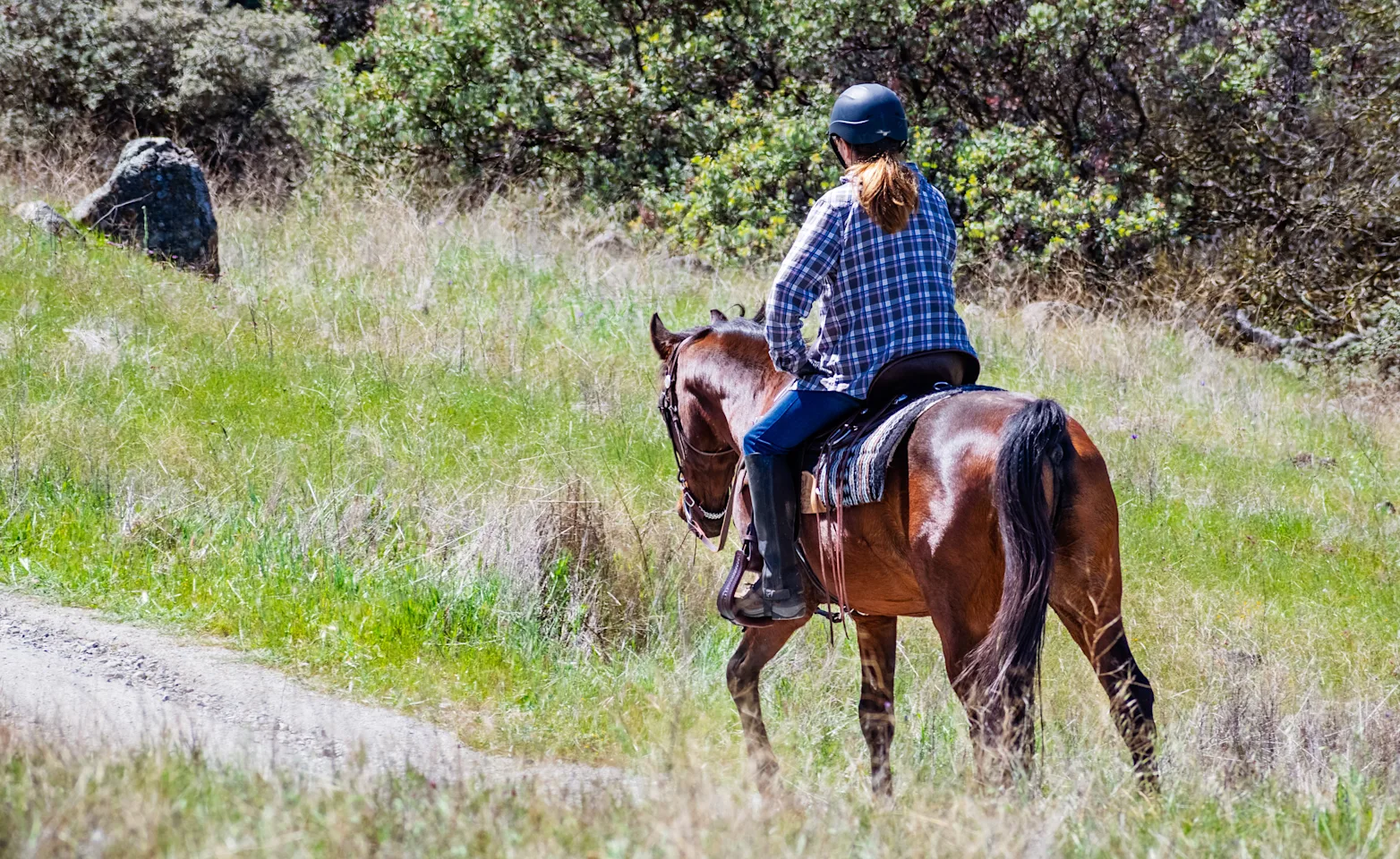 Horse standing in the stable Horse standing in the stable