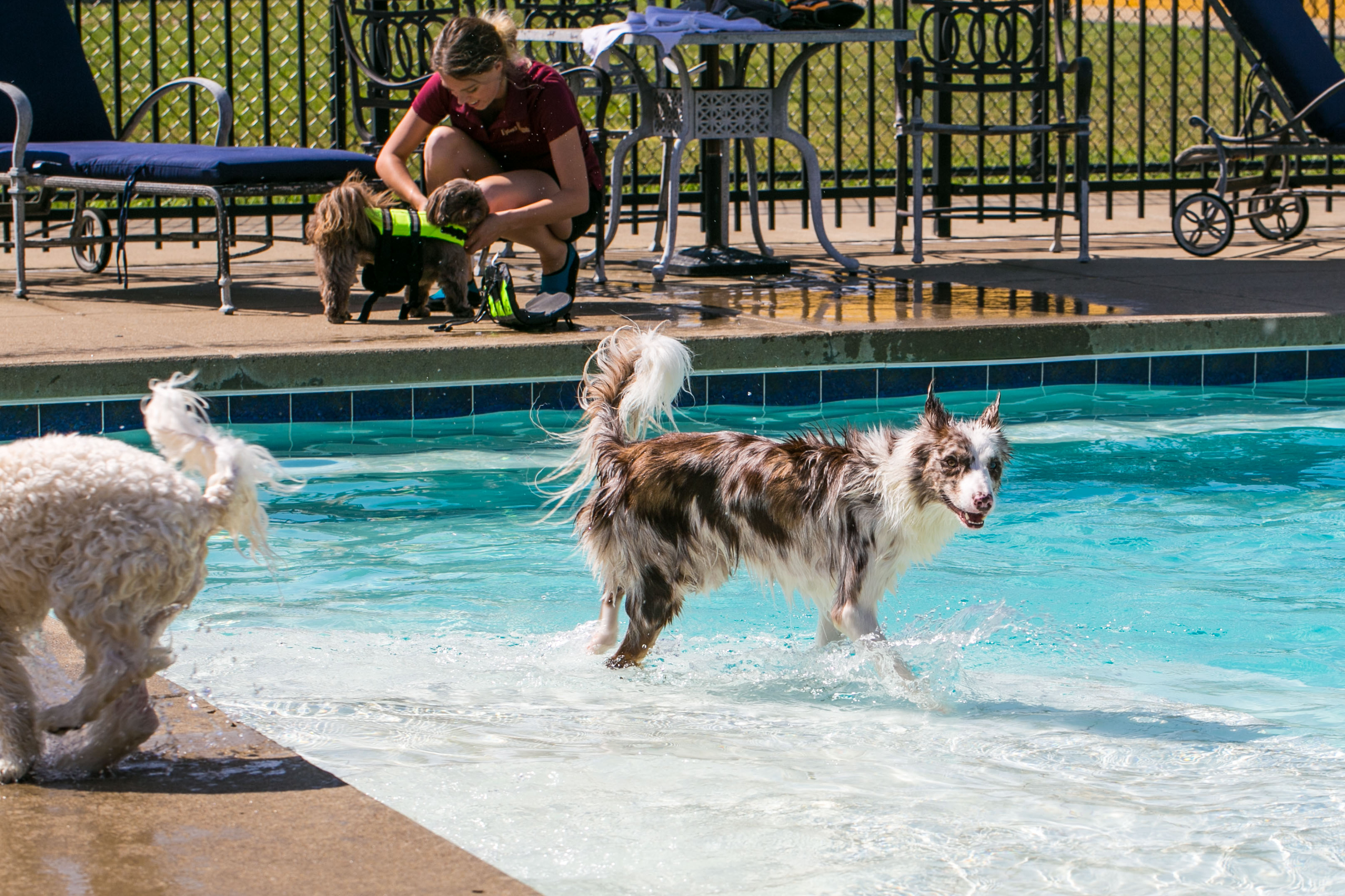 Uptown Hounds Pool.  This picture shows a female staff member putting on a life jacket on a small dog.  The bigger dogs are playing in the pool area.