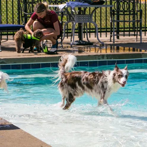 Uptown Hounds Pool.  This picture shows a female staff member putting on a life jacket on a small dog.  The bigger dogs are playing in the pool area.