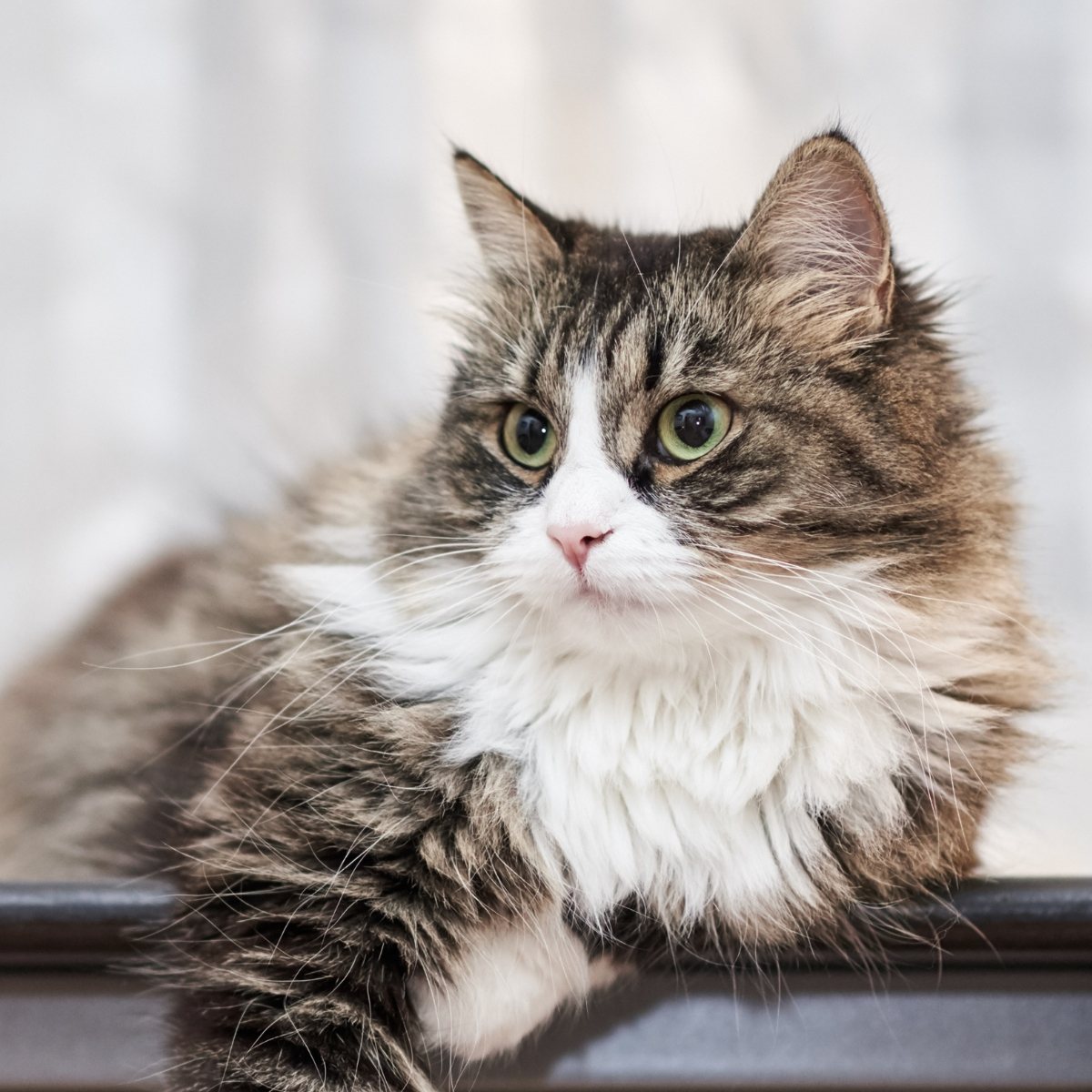 Brown and black cat laying down.