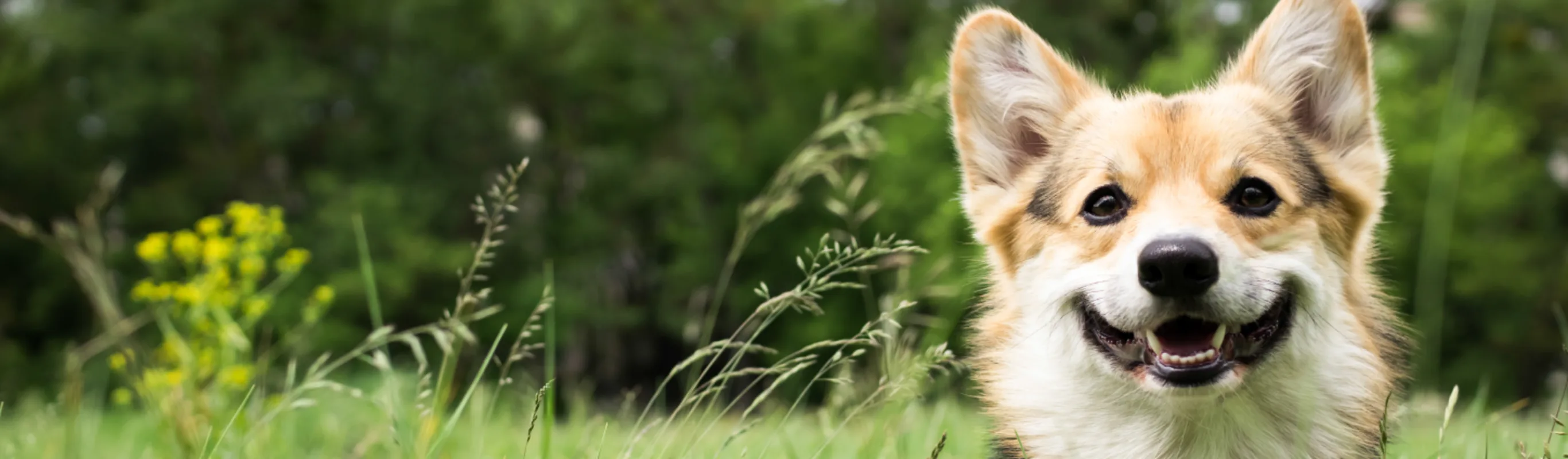 Dog in the grass Dog in the grass