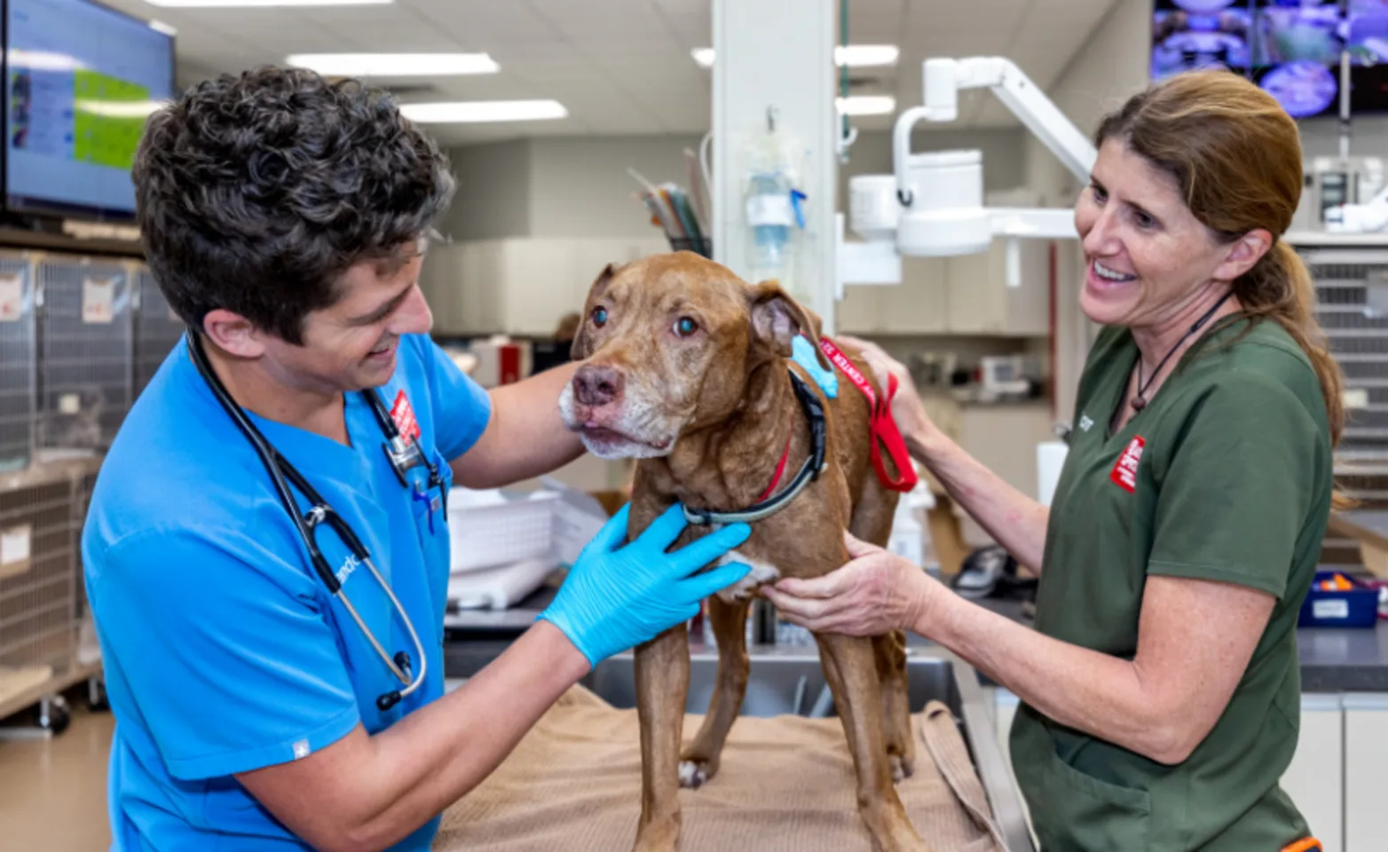 Staff Holding Brown Dog at the Animal Specialty & Emergency Center of Brevard Staff Holding Brown Dog at the Animal Specialty & Emergency Center of Brevard