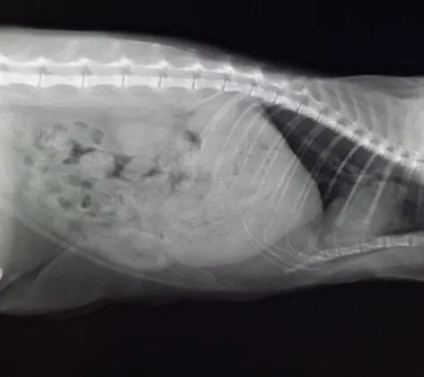 xray image of dog xray image of dog