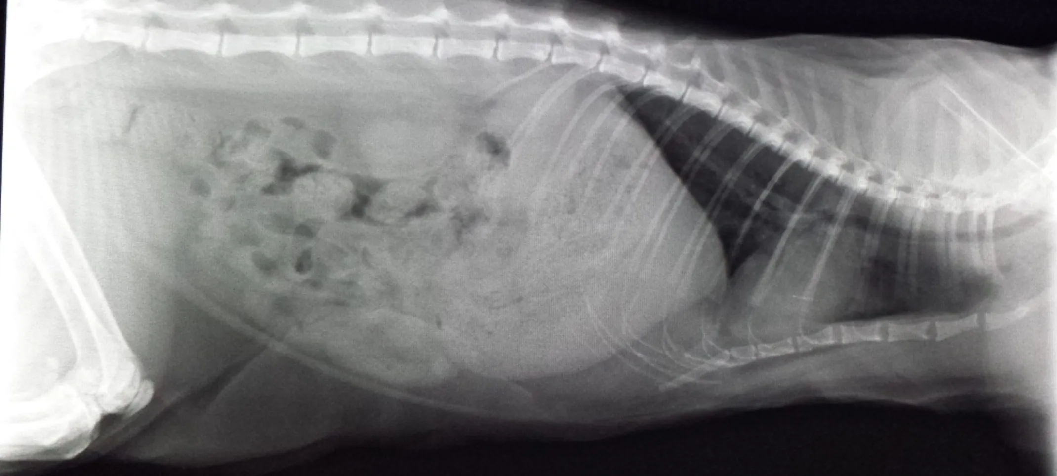 xray image of dog xray image of dog