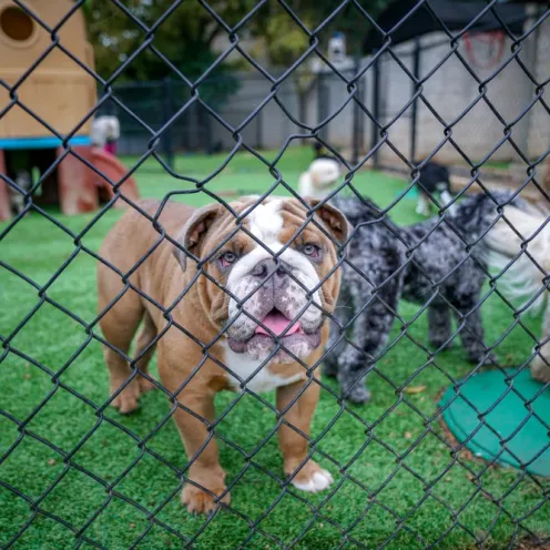 bulldog looking through the fence with other dogs behind it at Hill Country Animal Hospital