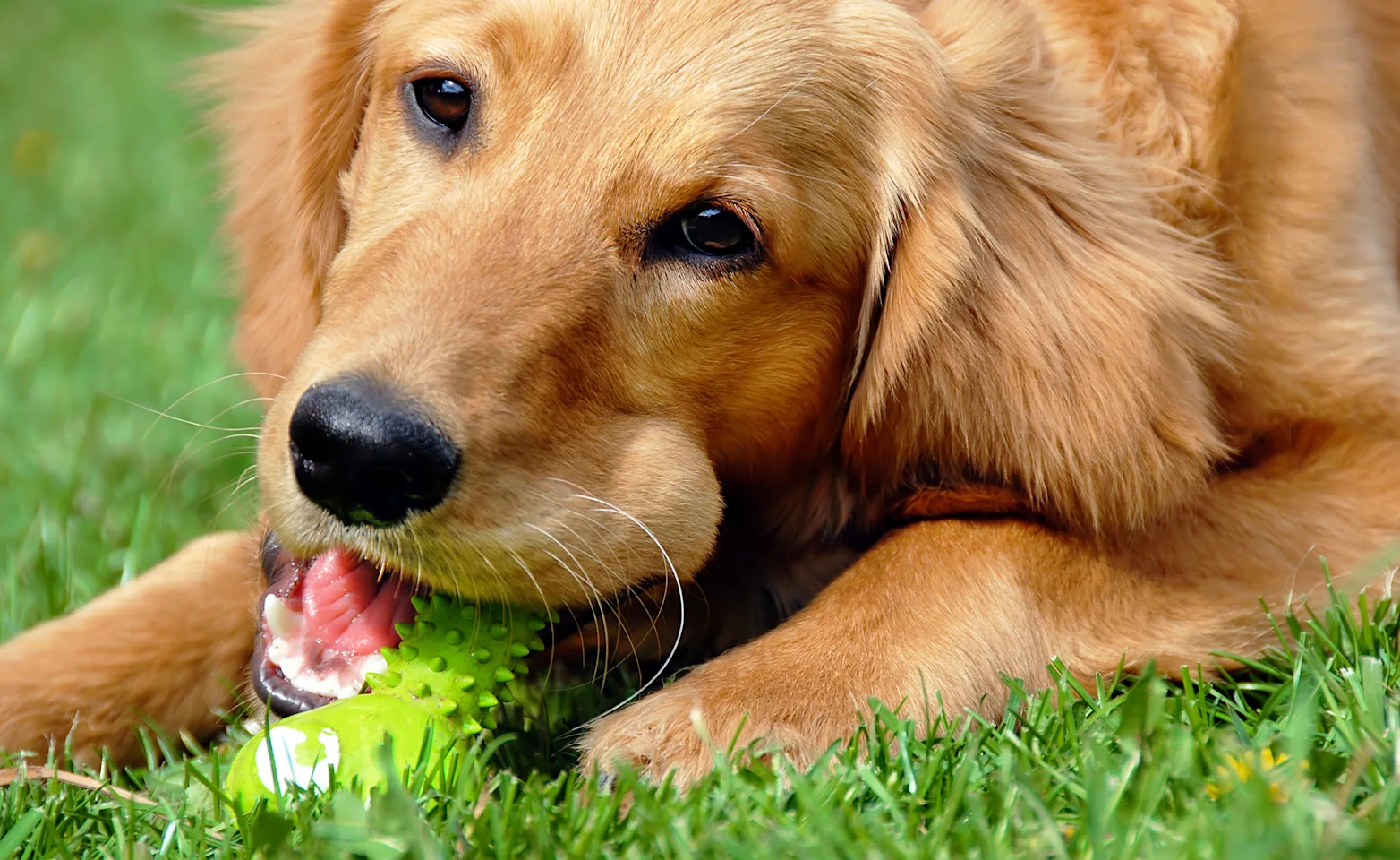 Dog chewing on toy Dog chewing on toy