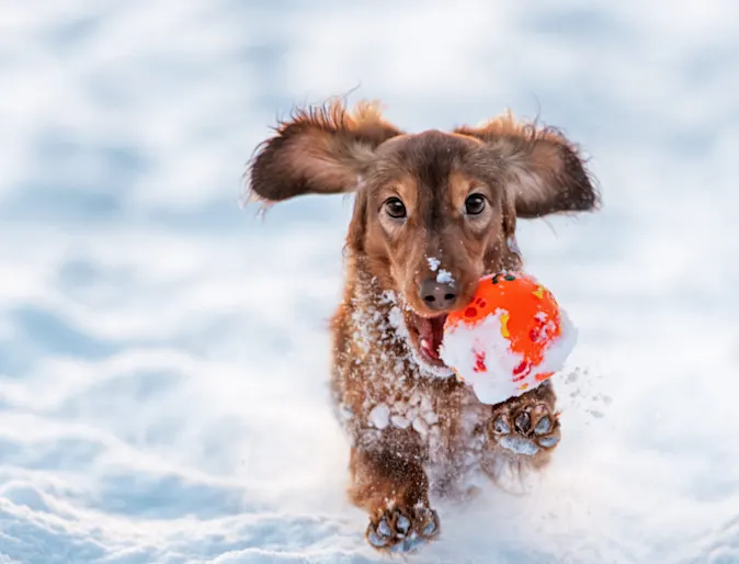 Dog wiht toy in mouth running through snow Dog wiht toy in mouth running through snow