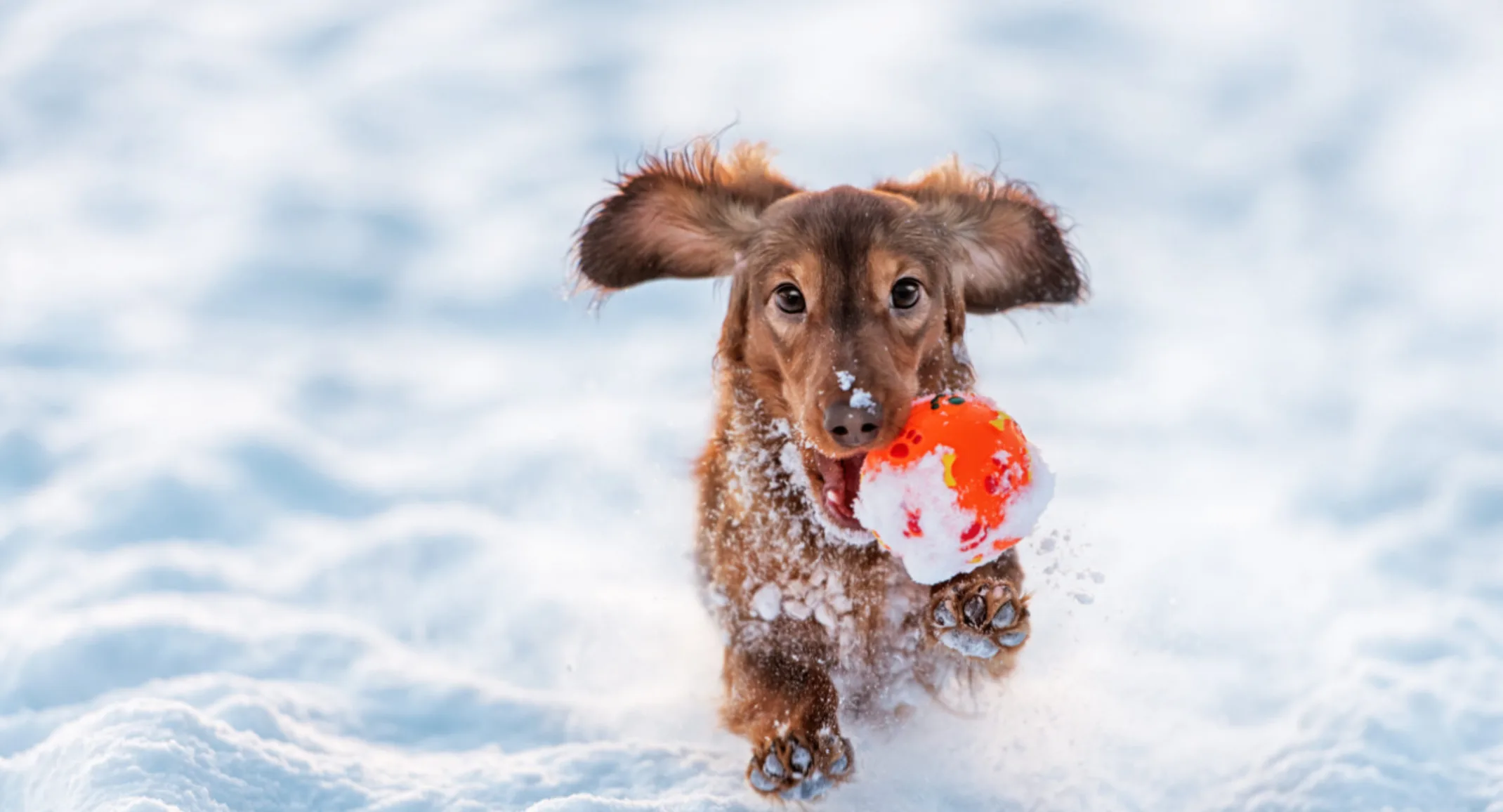 Dog wiht toy in mouth running through snow Dog wiht toy in mouth running through snow