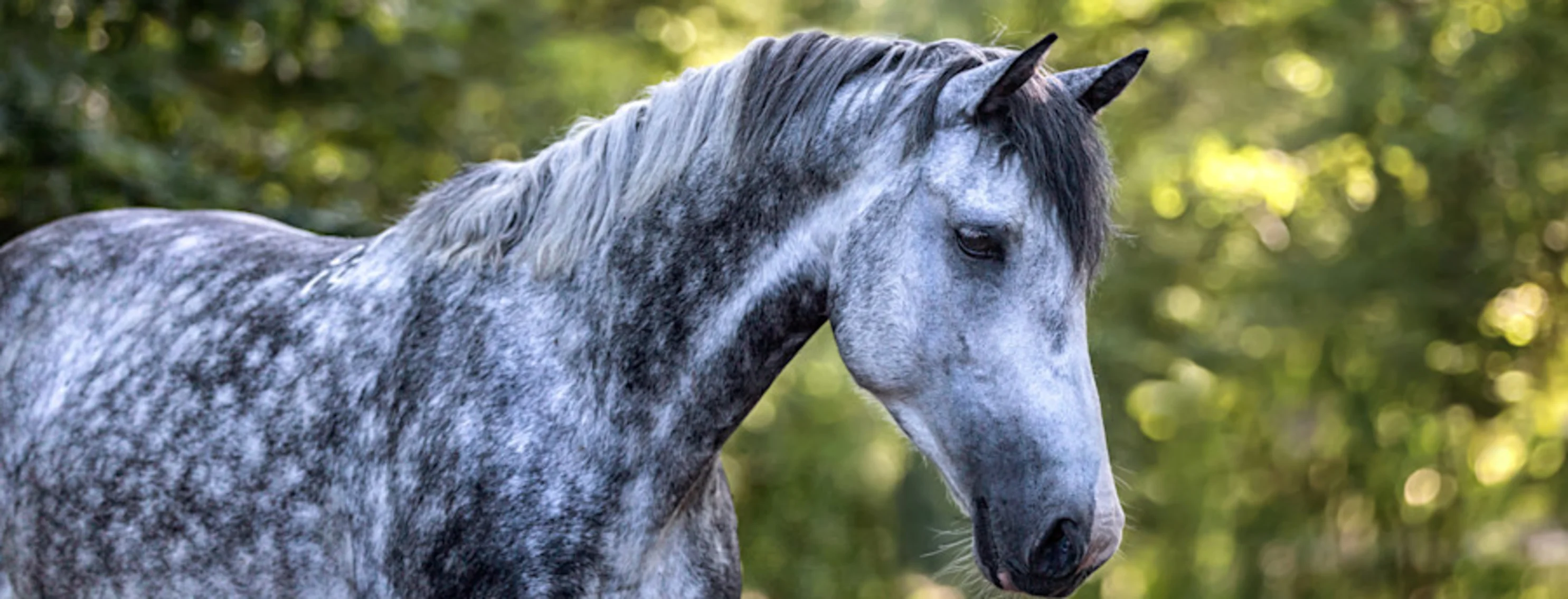 Grey horse in forest Grey horse in forest