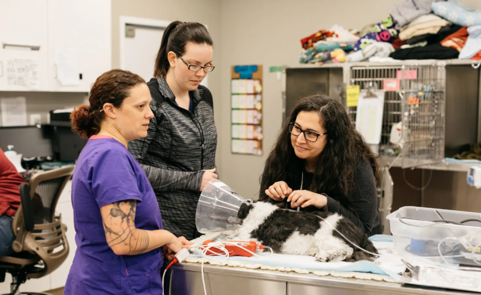 Three staff members caring for a dog on a table with a cone on Three staff members caring for a dog on a table with a cone on