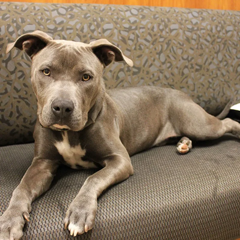 Sir Blue lying on a couch Sir Blue lying on a couch