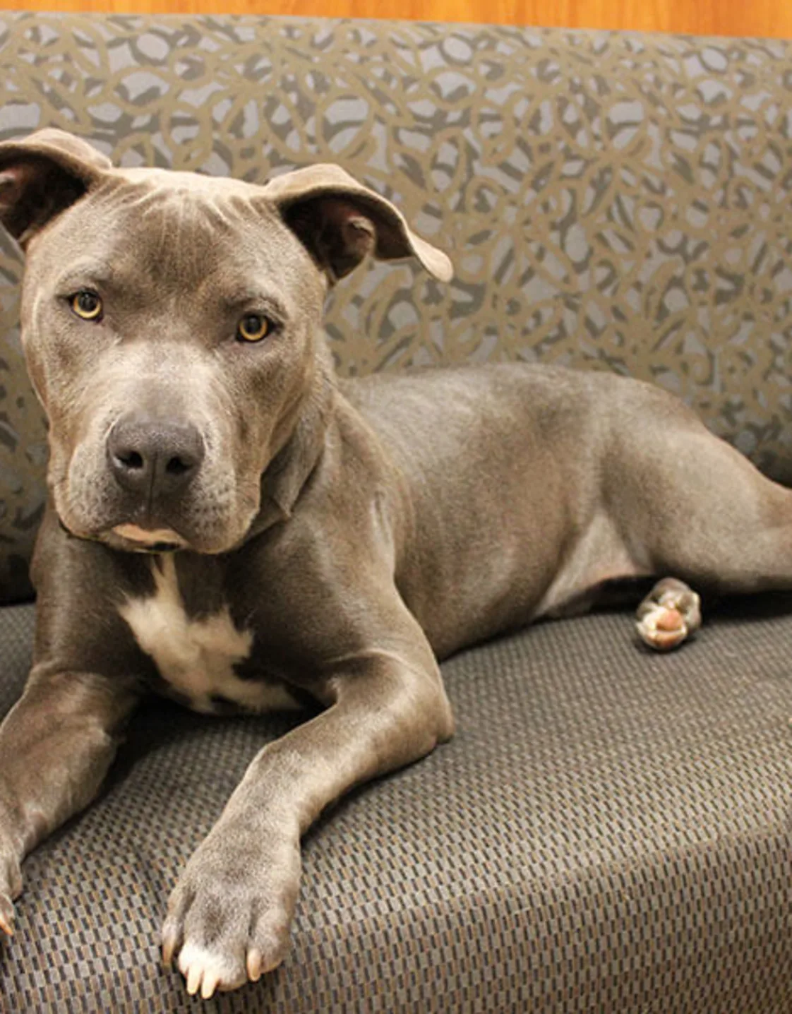 Sir Blue lying on a couch Sir Blue lying on a couch