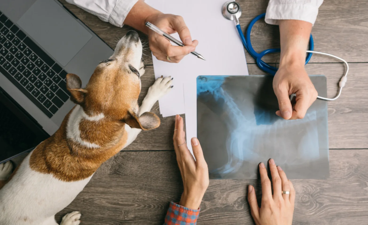 Veterinarian's Desk with Dog & Hands