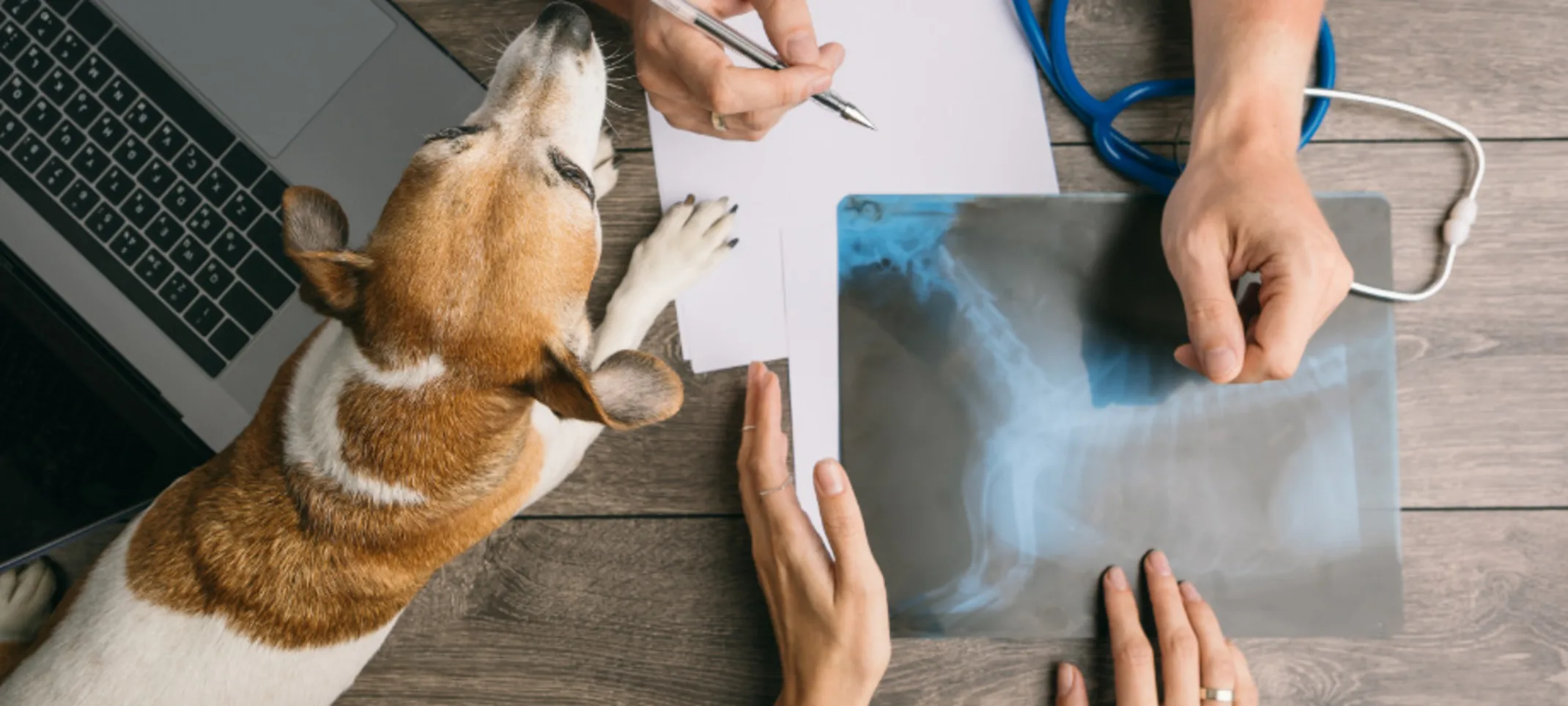Veterinarian's Desk with Dog & Hands Veterinarian's Desk with Dog & Hands