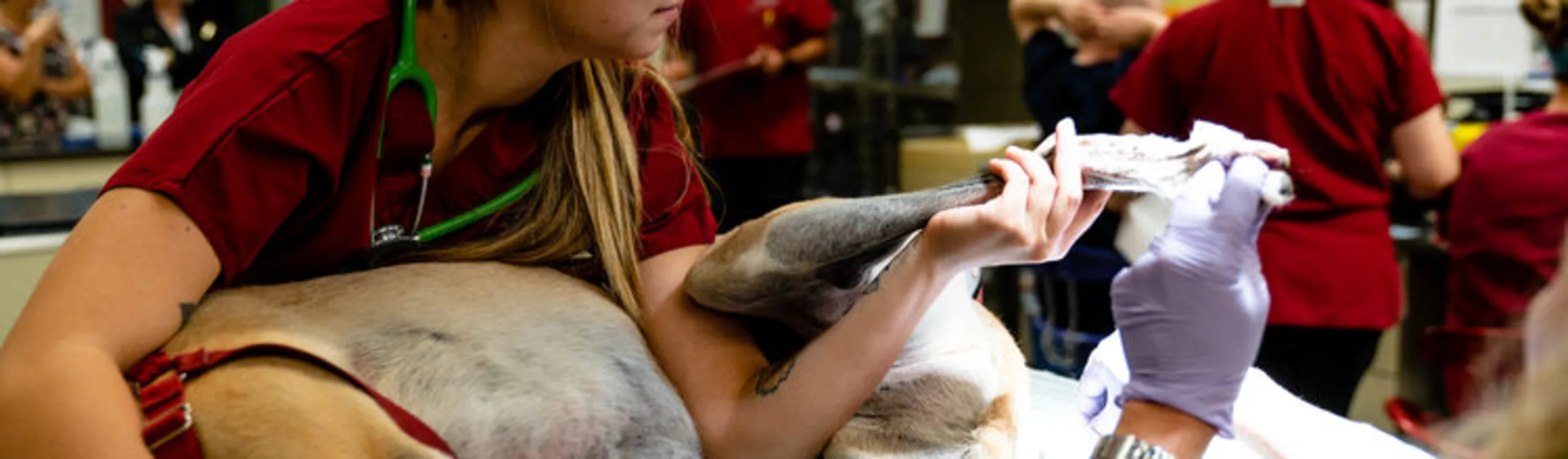 AVS Nurse helping doctor with dog on table