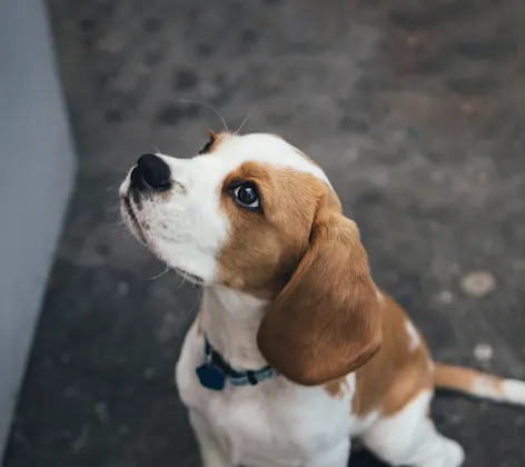 A dog looking upward A dog looking upward
