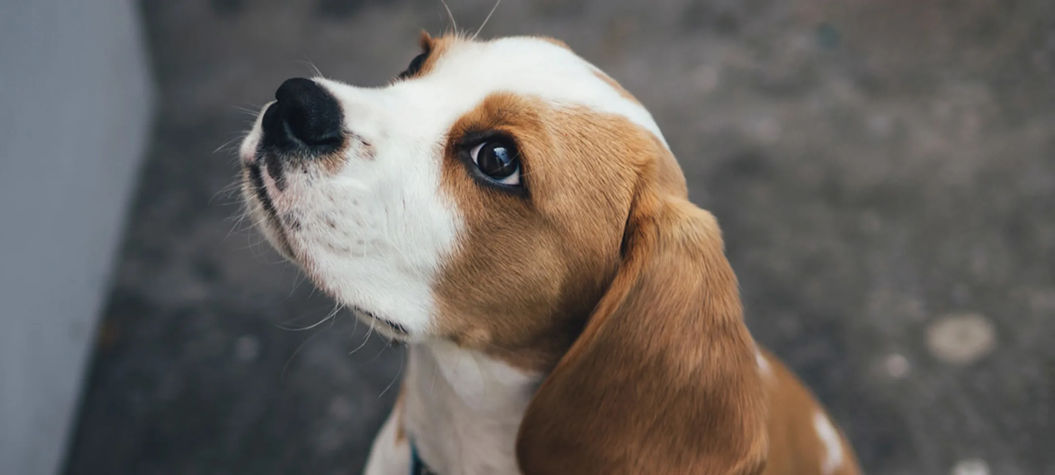 A dog looking upward A dog looking upward