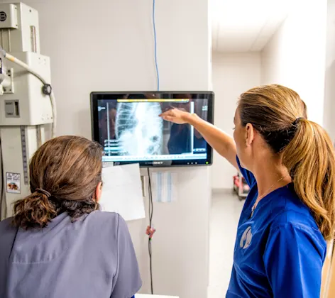 Vets examining an x-ray