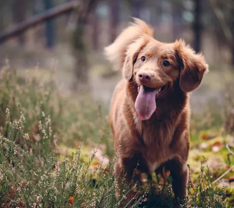 Dog standing in grassy area with tongue out Dog standing in grassy area with tongue out