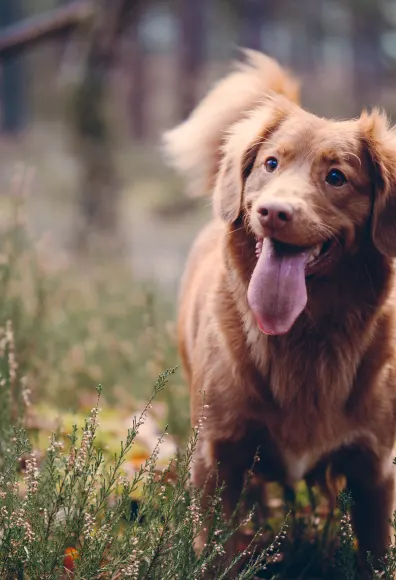 Dog standing in grassy area with tongue out