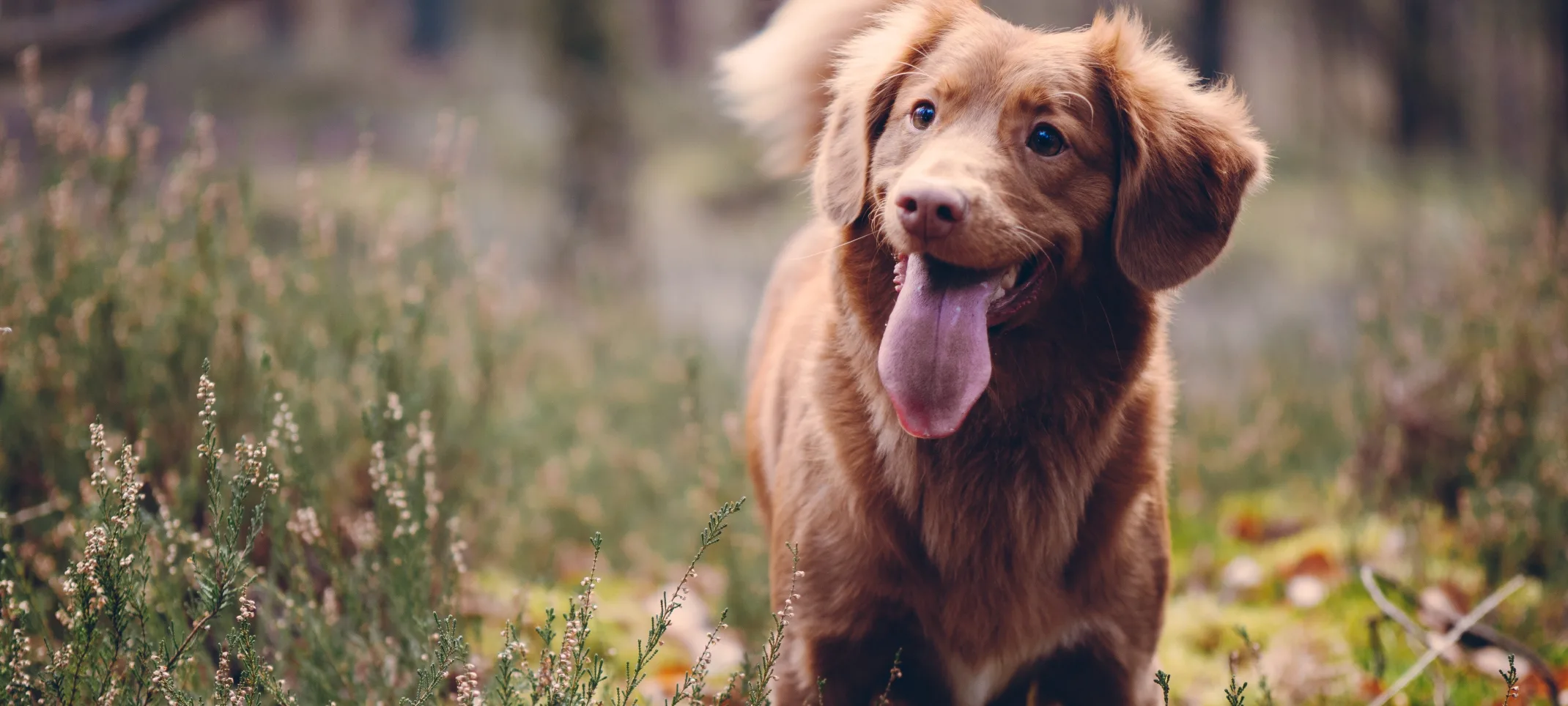 Dog standing in grassy area with tongue out