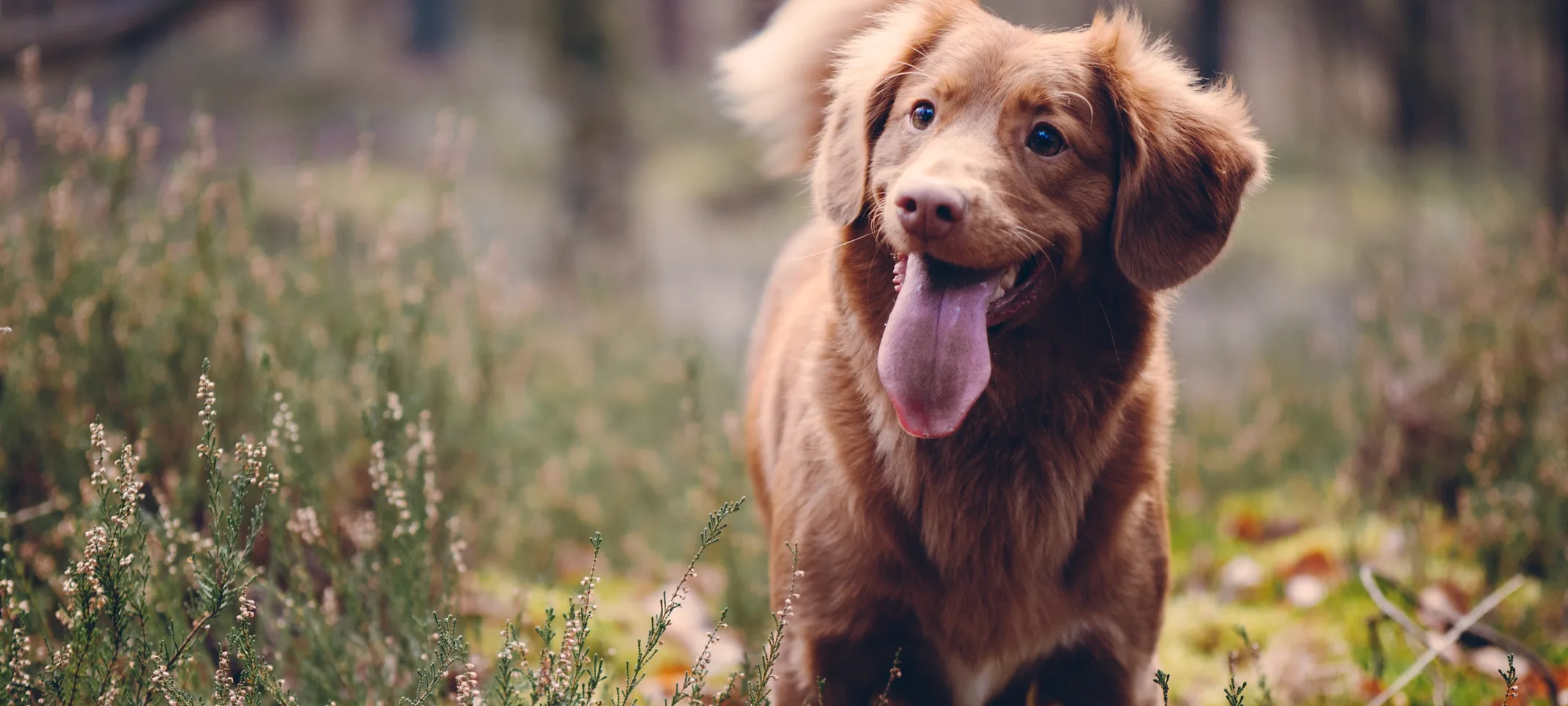 Dog standing in grassy area with tongue out