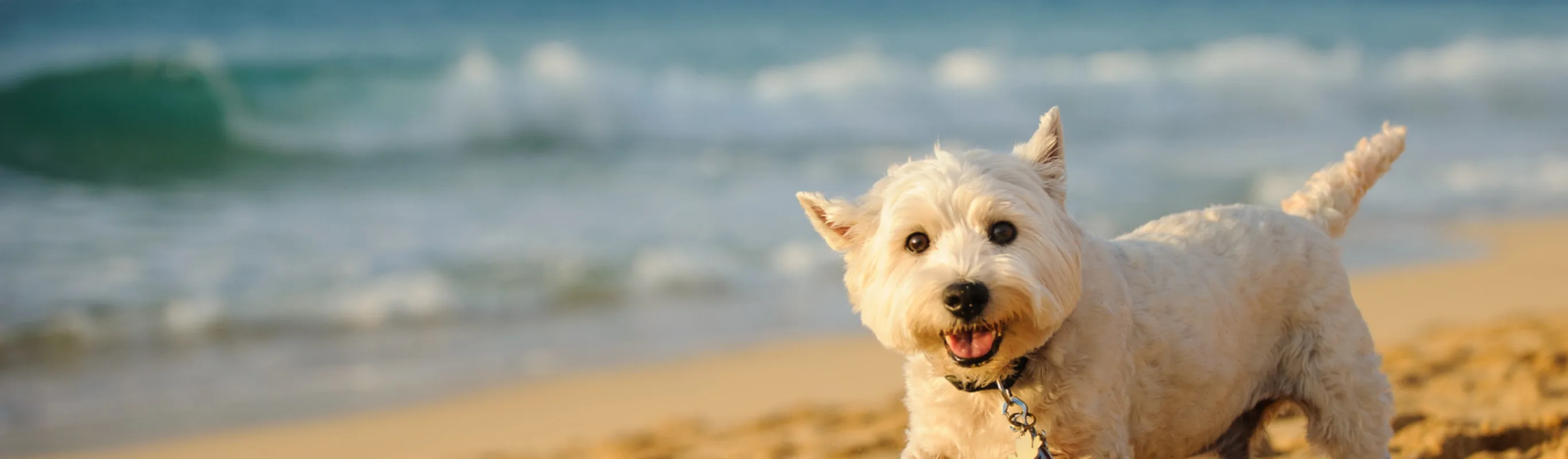 Small white dog walking on sandy beach with ocean in the background Small white dog walking on sandy beach with ocean in the background