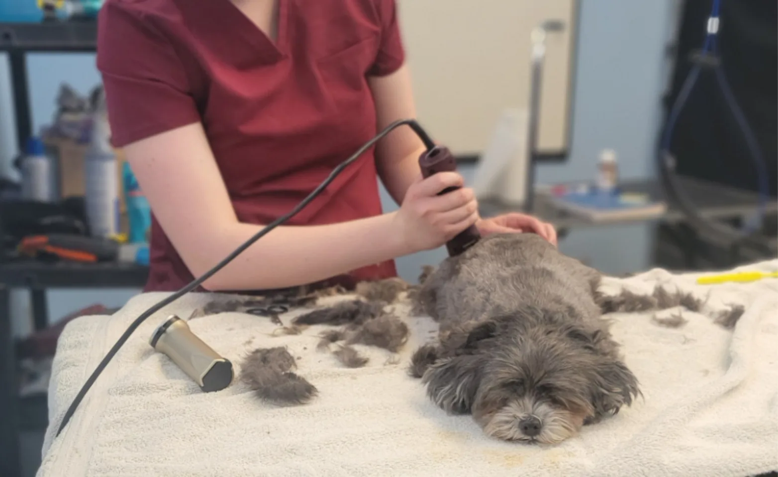 Staff member dressed in red shaving a small gray dog on a table