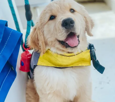 Golden retriever puppy in a captain costume Golden retriever puppy in a captain costume