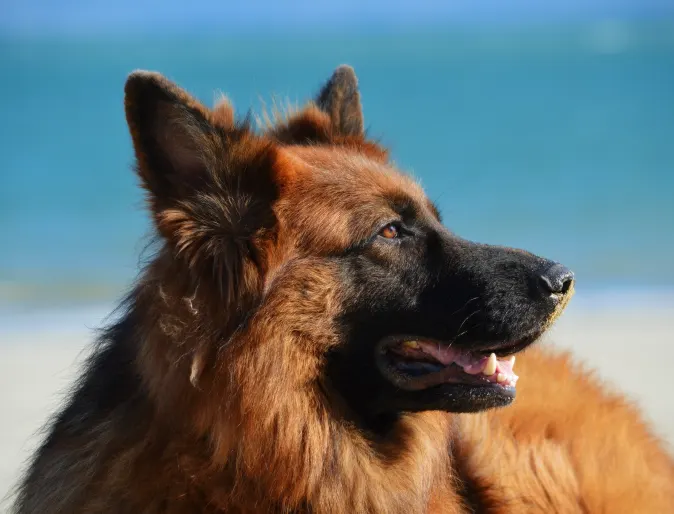 Dog with brown fur staring to the right and smiling 