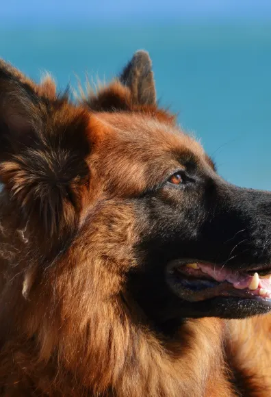 Dog with brown fur staring to the right and smiling 