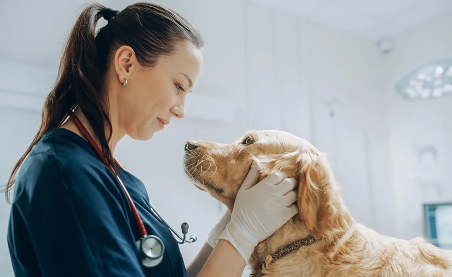 A veterinarian caring for a golden retriever A veterinarian caring for a golden retriever