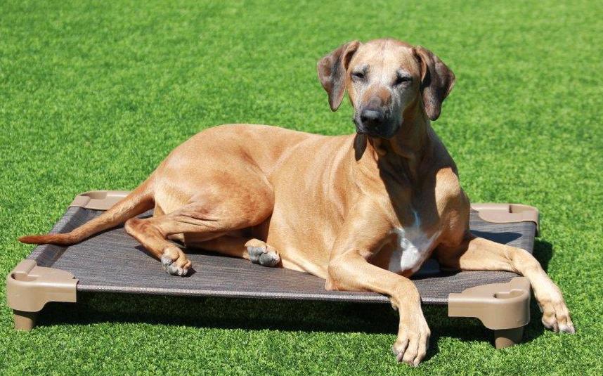 Pompano Pet Lodge Yard