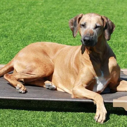 Pompano Pet Lodge Yard Pompano Pet Lodge Yard