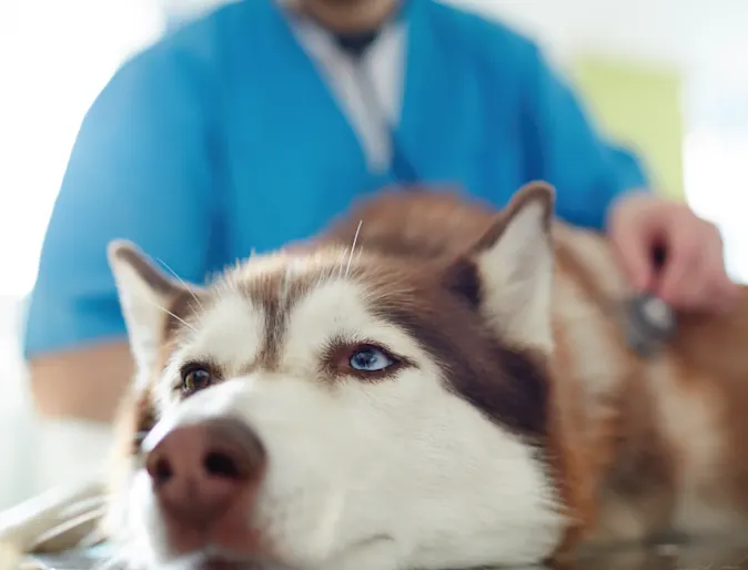 Dog being looked at by vet Dog being looked at by vet