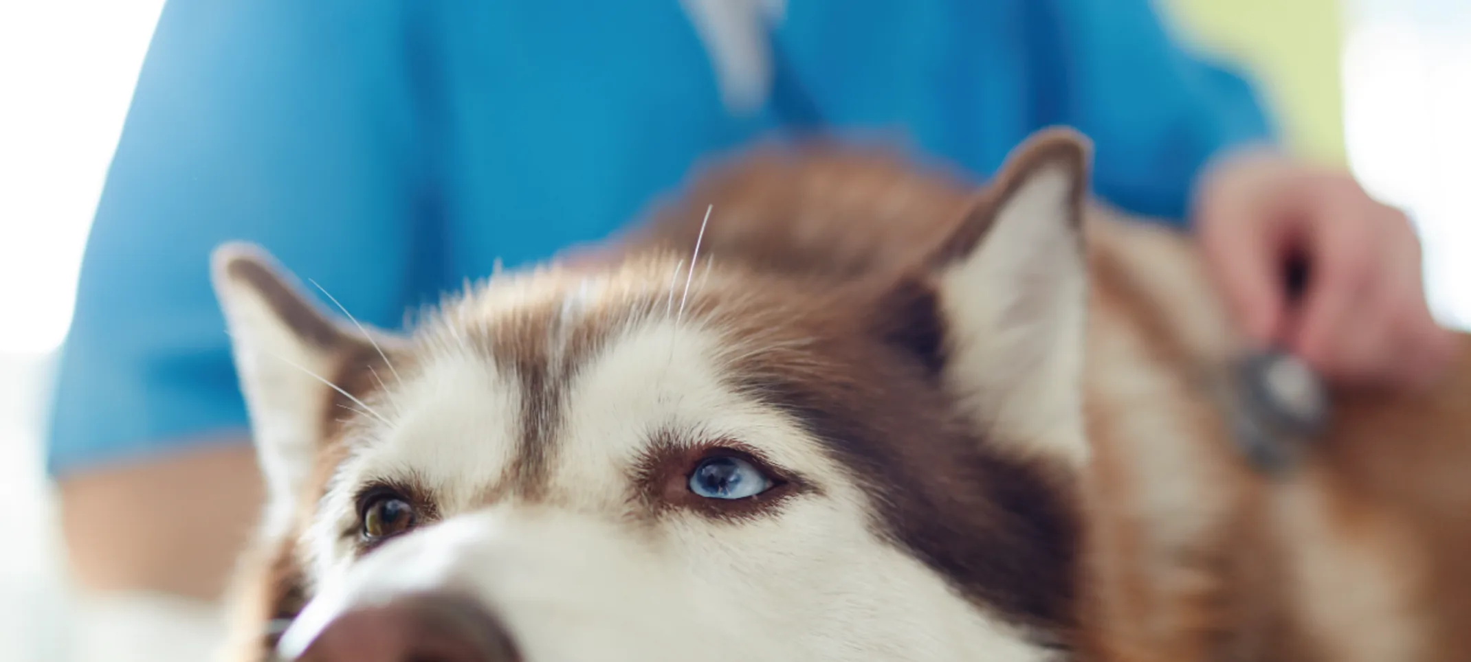 Dog being looked at by vet