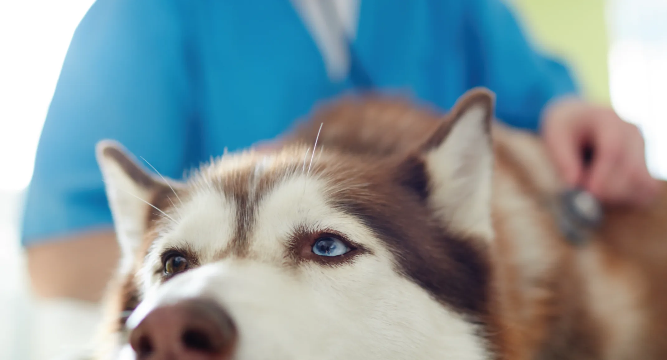 Dog being looked at by vet Dog being looked at by vet