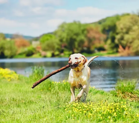 Dog with big stick in its mouth running from a lake