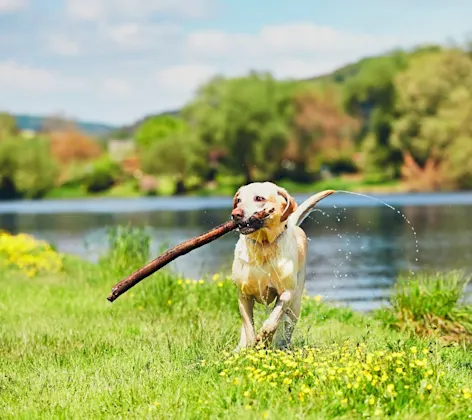 Dog with big stick in its mouth running from a lake Dog with big stick in its mouth running from a lake